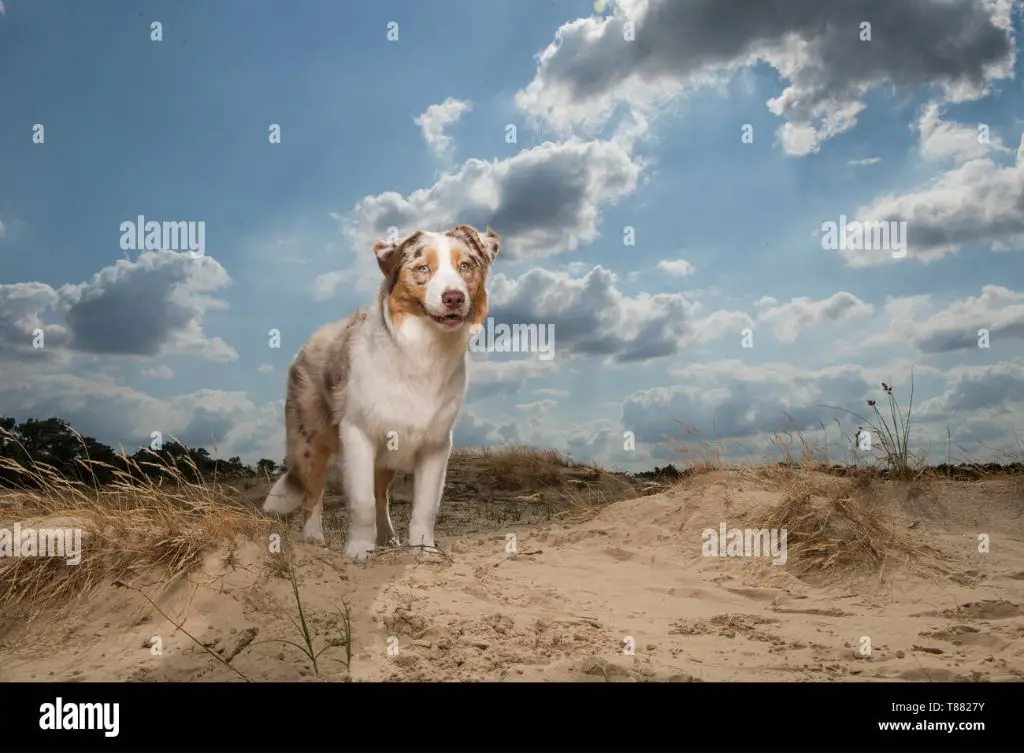 a dog standing in front of sand dunes 