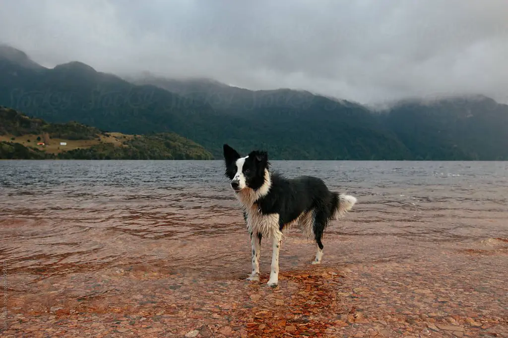 a dog standing in shallow water at a lake edge