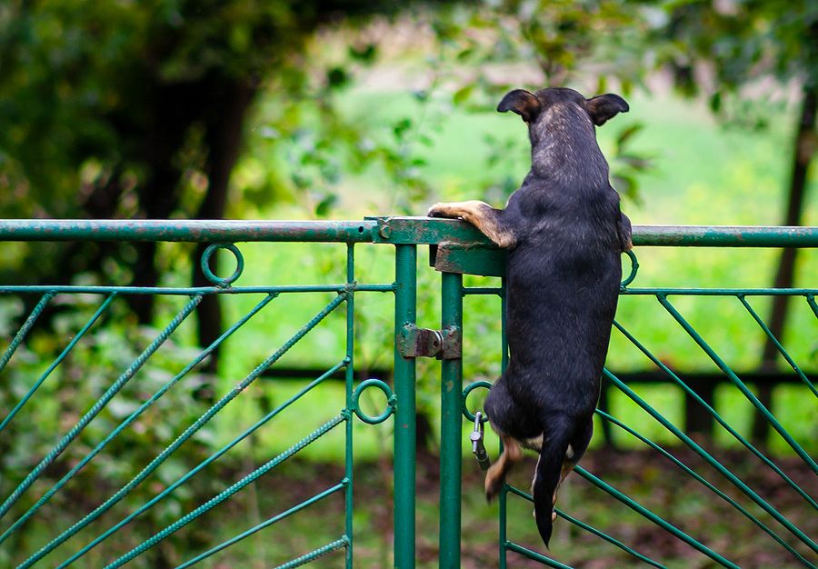 a dog standing inside a fenced-in yard