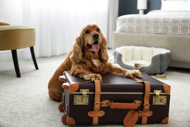 a dog standing on a hotel bed with a suitcase.