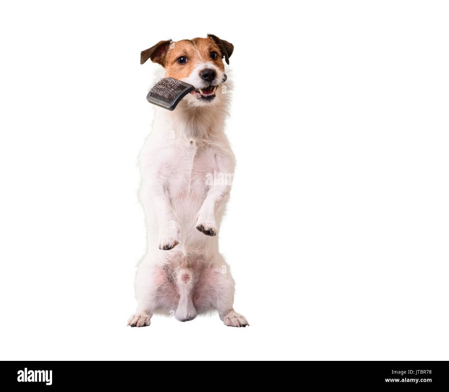 a dog standing steadily on its paws