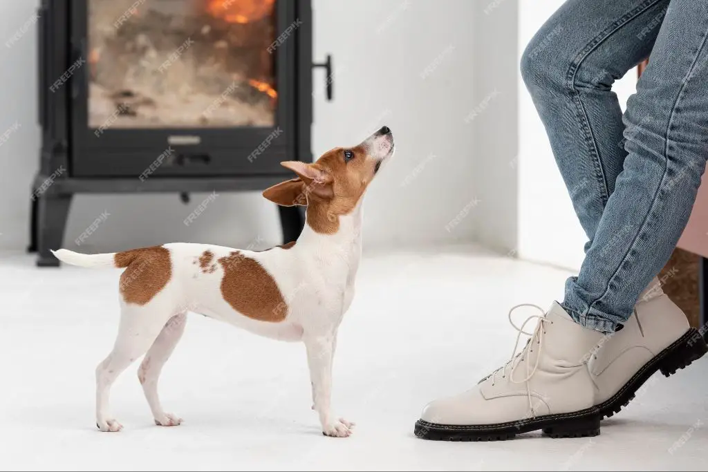 a dog staring affectionately at its human owner.