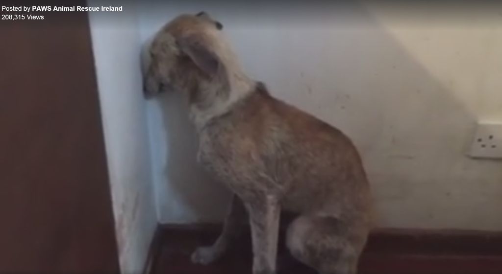 a dog staring at a wall