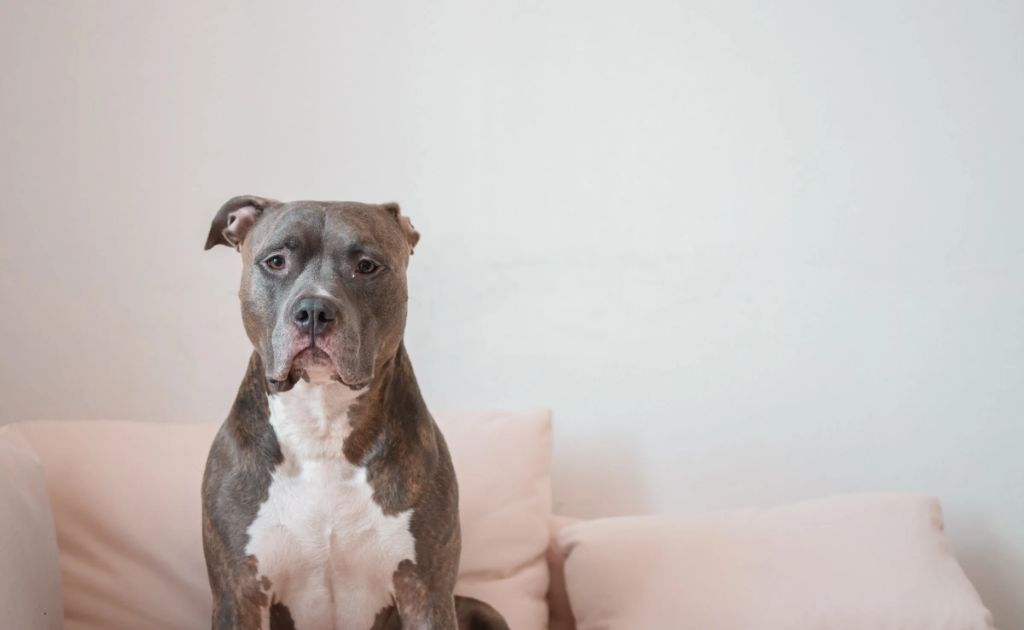 a dog staring blankly at a wall