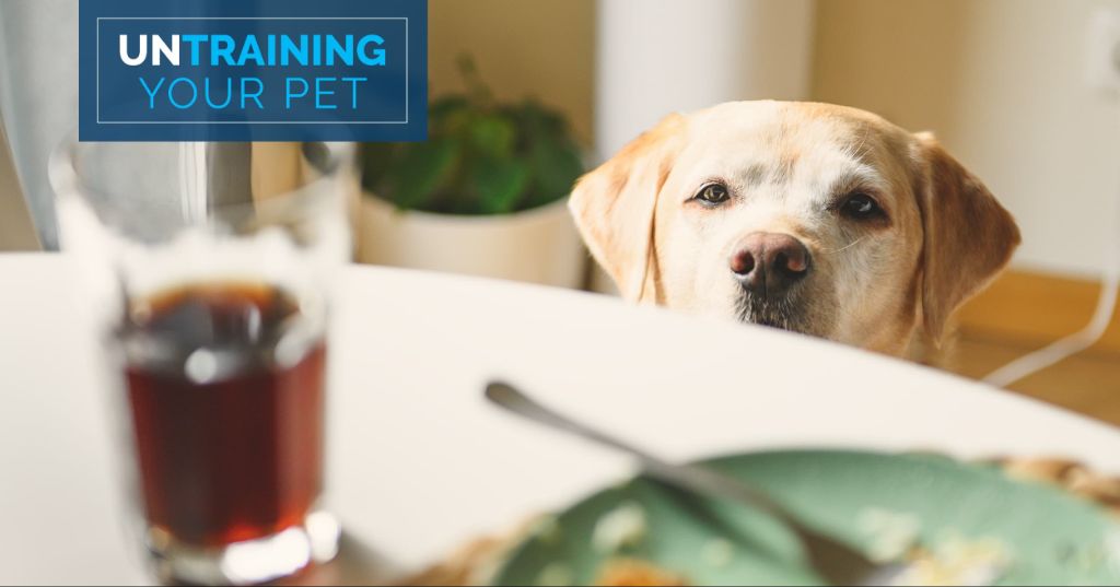 a dog staring hopefully at food on a table