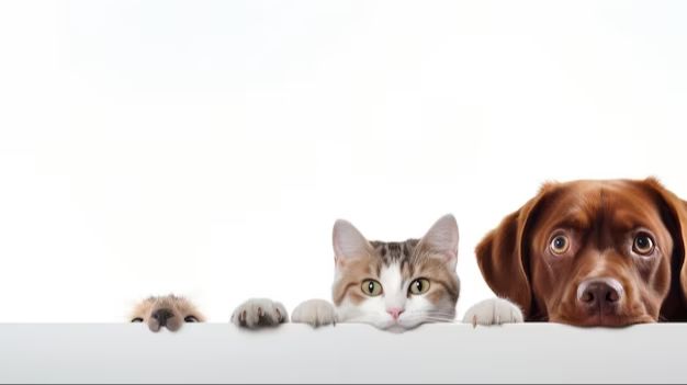 a dog staring intently at a kitten