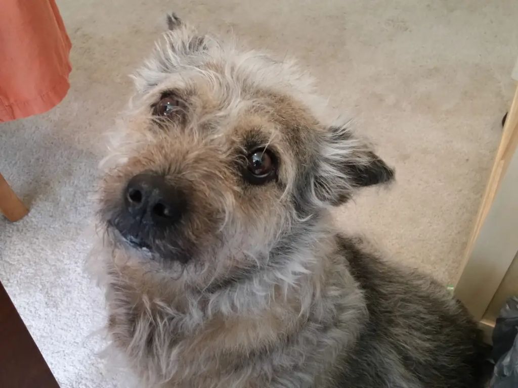 a dog staring intently with a wide field of vision