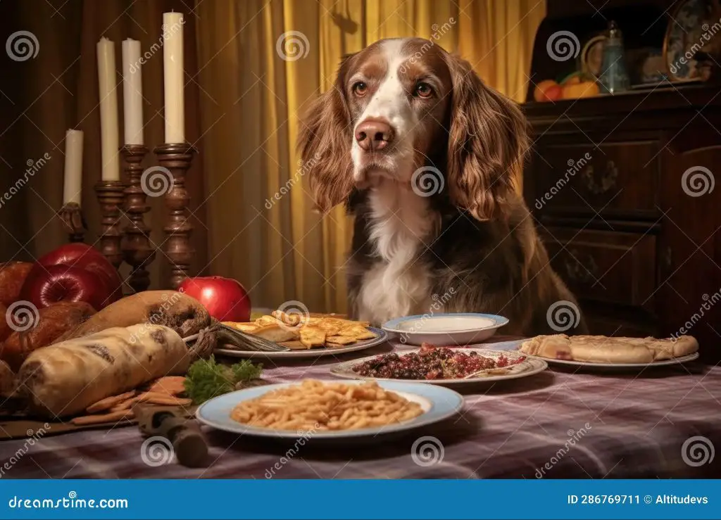 a dog staring longingly at food