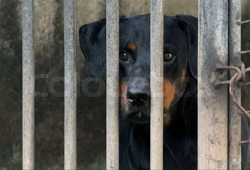 a dog staring sadly behind metal bars