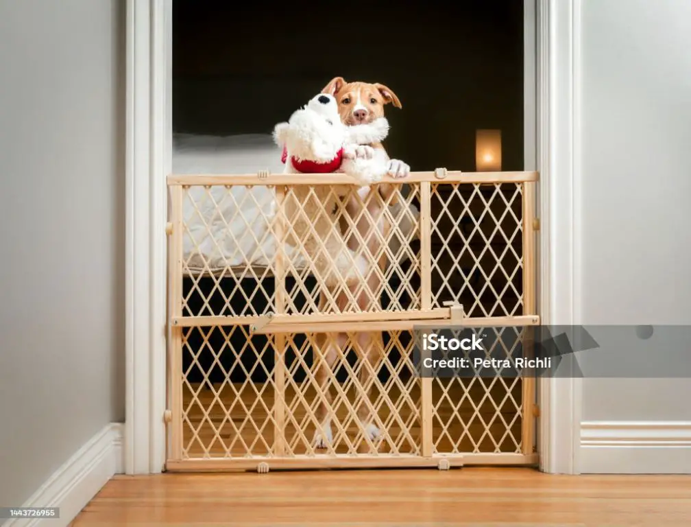 a dog staring through a baby gate