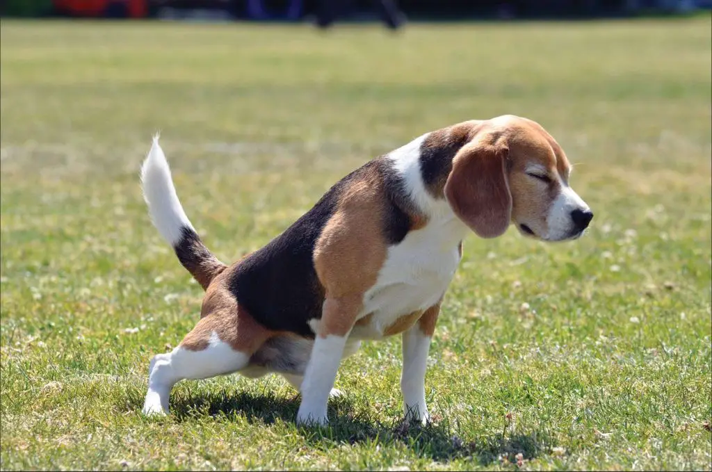 a dog straining to urinate