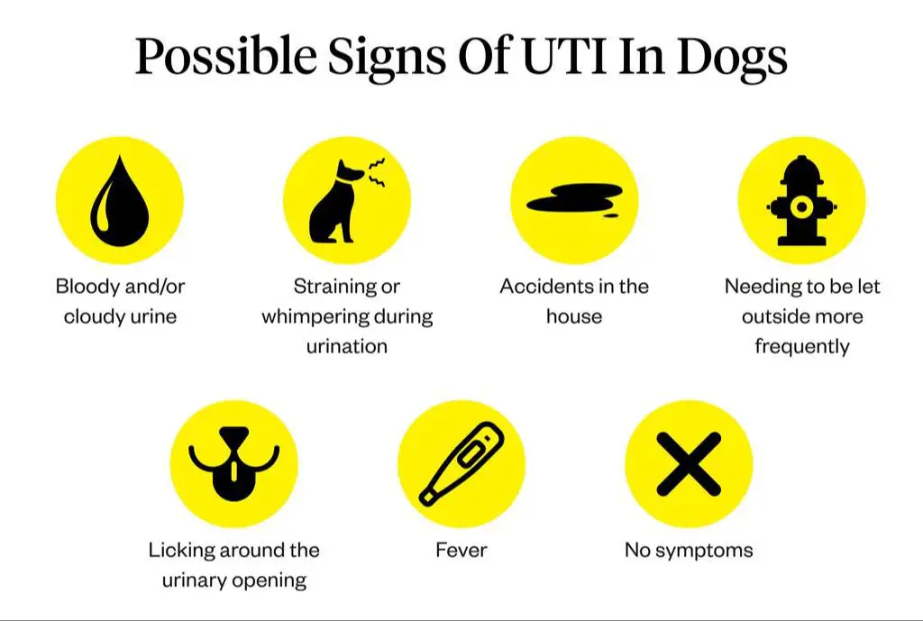 a dog straining to urinate due to a possible uti