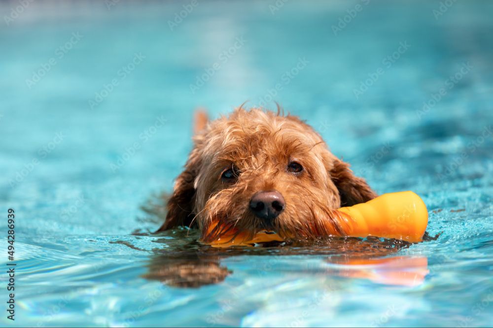 a dog swimming and playing fetch in a pool.