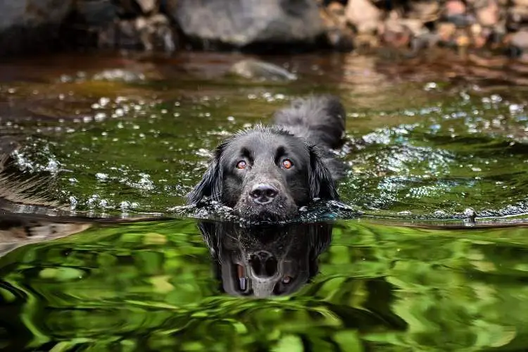 a dog swimming in a lake