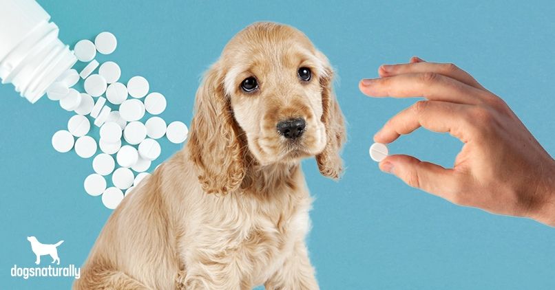 a dog taking an aspirin pill