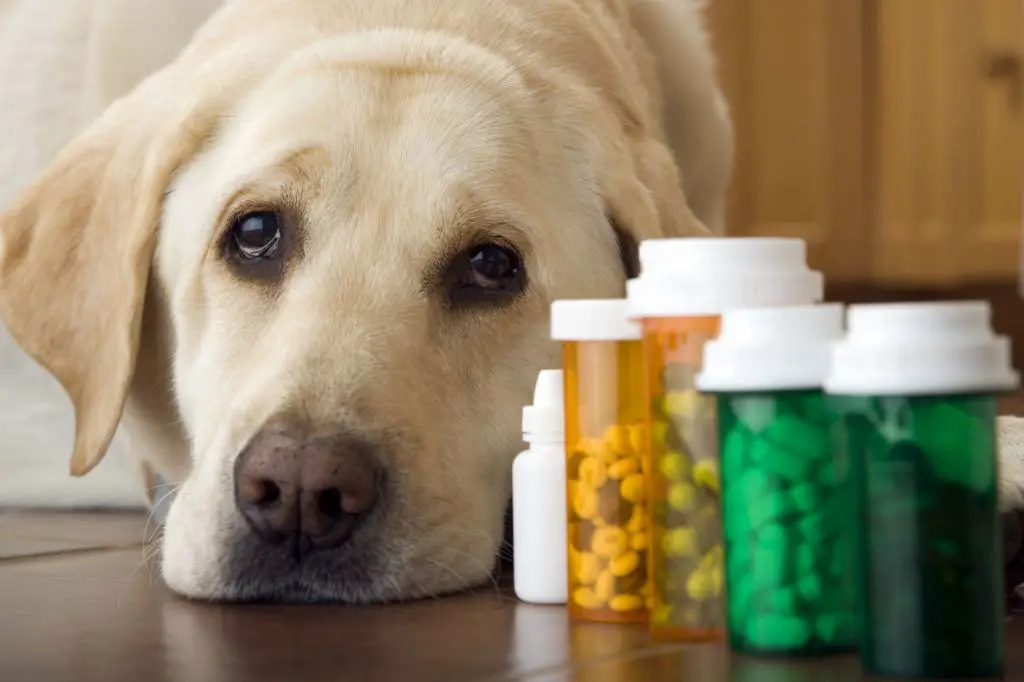 a dog taking supplements