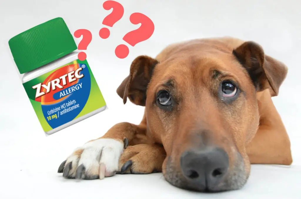 a dog taking zyrtec