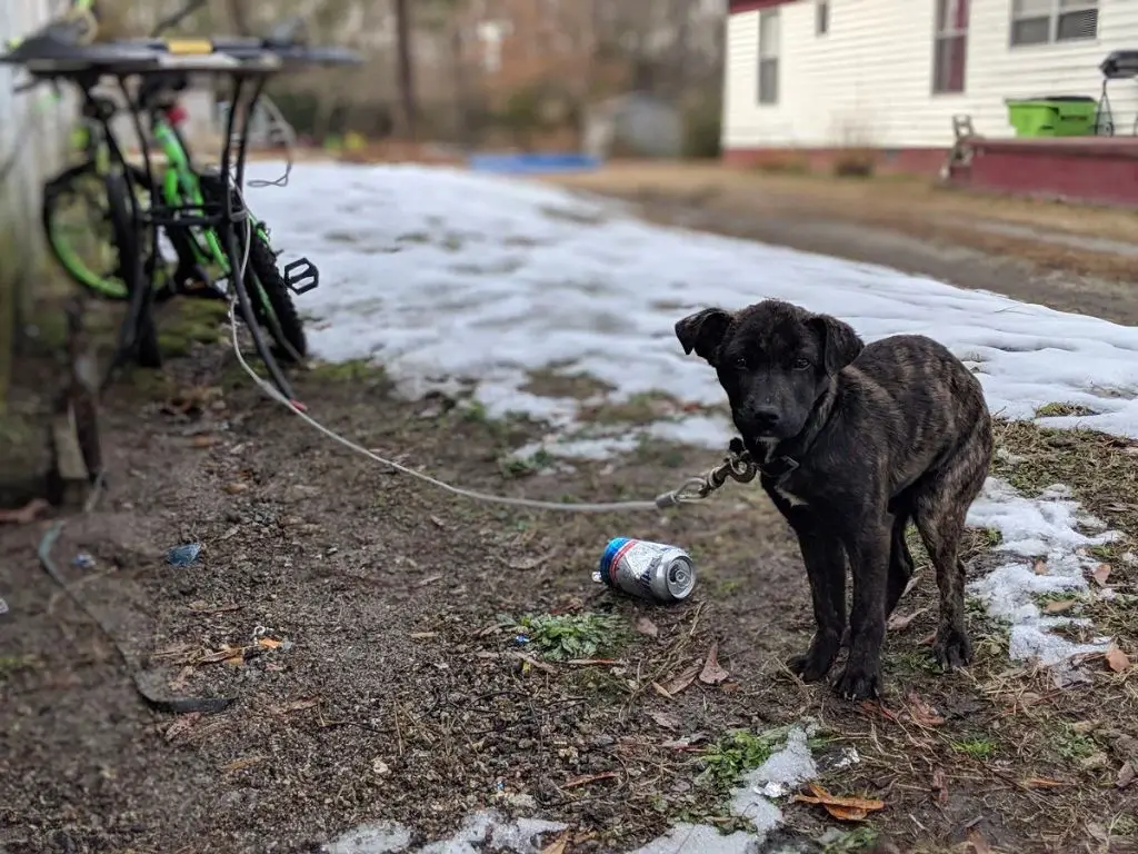 a dog tethered outside unattended