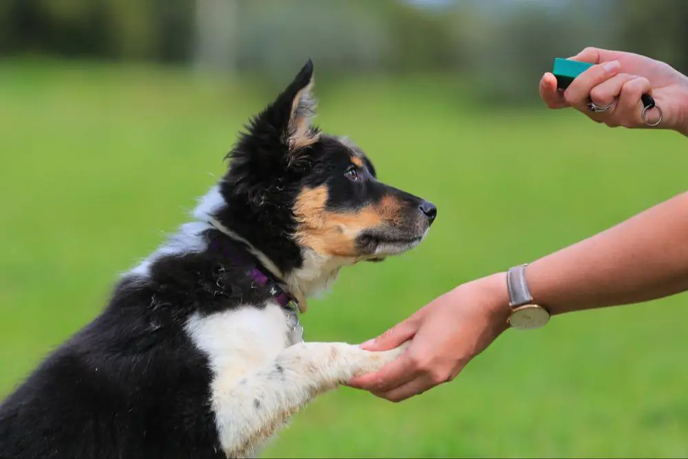 a dog trainer using a clicker for positive reinforcement training