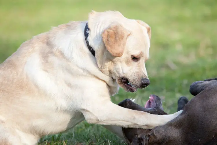 a dog trainer using vinegar to stop dogs from fighting