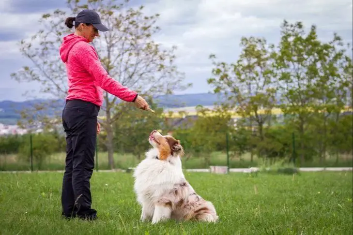 a dog trainer working with a dog