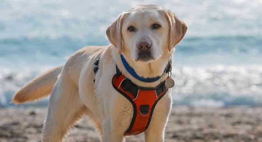 a dog unable to wiggle out of its harness