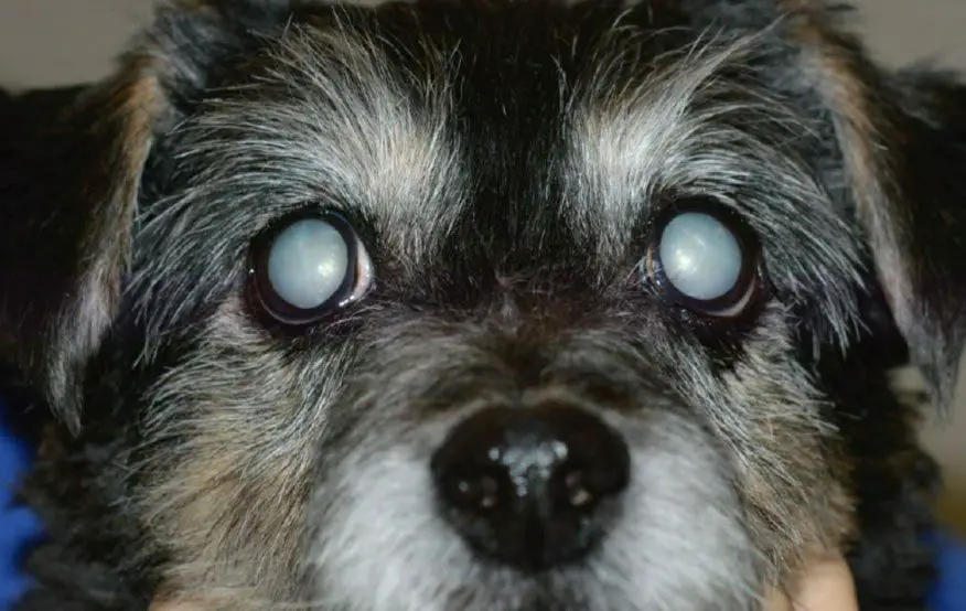 a dog undergoing corrective eye surgery