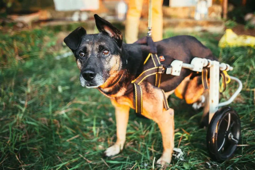 a dog undergoing triple pelvic osteotomy surgery