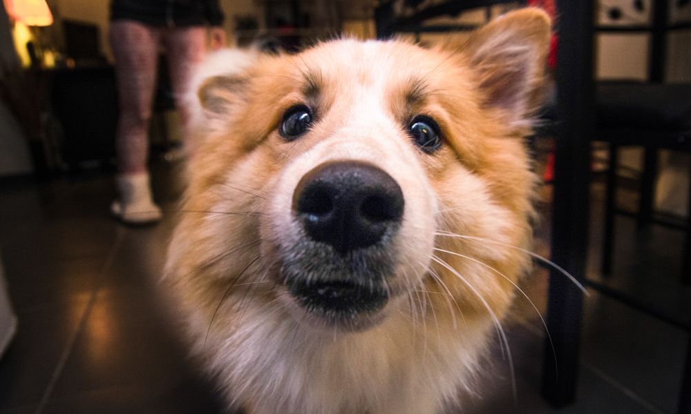 a dog using its whiskers to judge if it can fit through a narrow passage