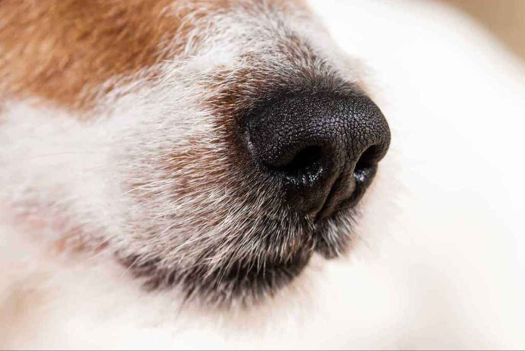 a dog using sight, smell and hearing together