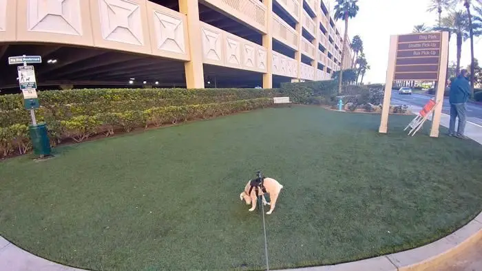 a dog using the artificial grass relief area outside the vdara