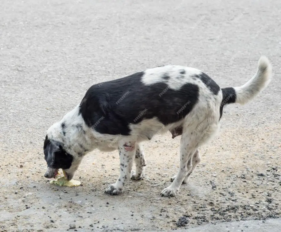 a dog vomiting foam from poisoning