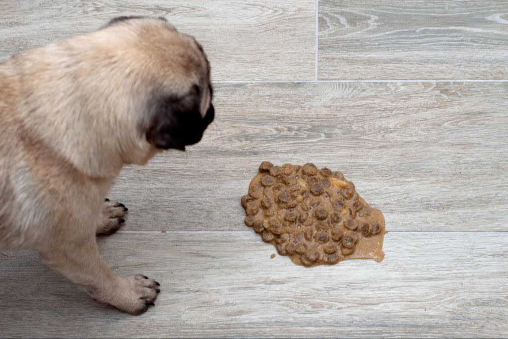a dog vomiting into a pile of cat litter.