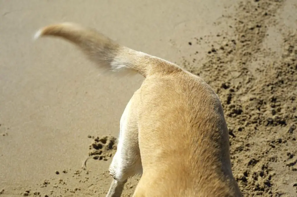 a dog wagging its tail happily as a sign of affection