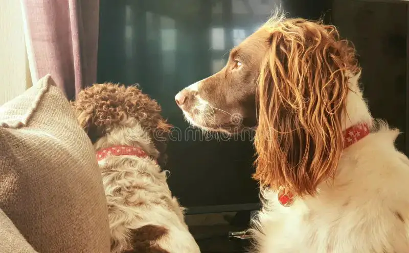 a dog waiting eagerly for its owner's return