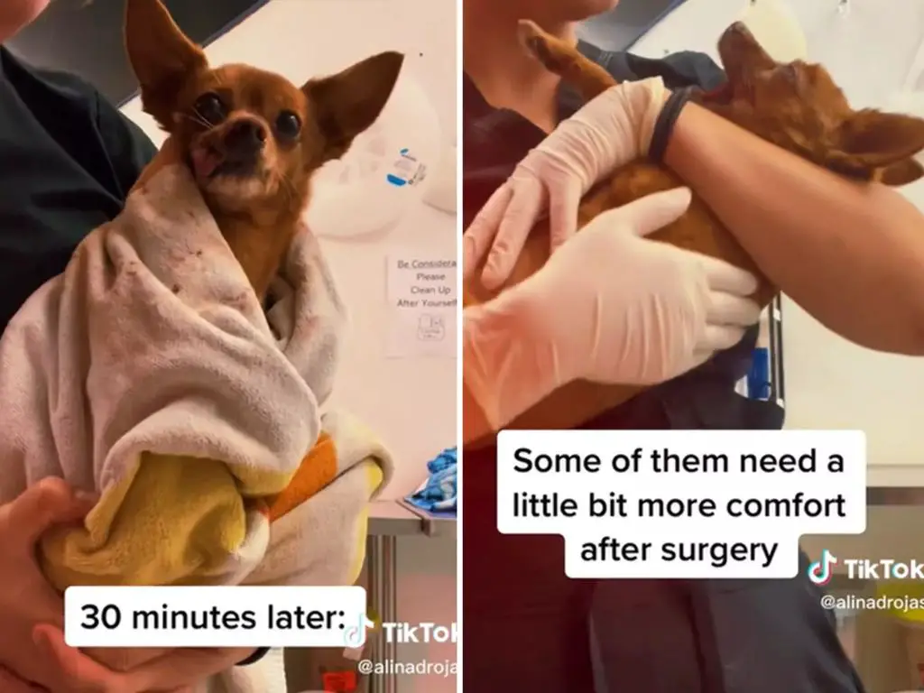 a dog wakes up from anesthesia after a dental cleaning, with the veterinarian monitoring its recovery.