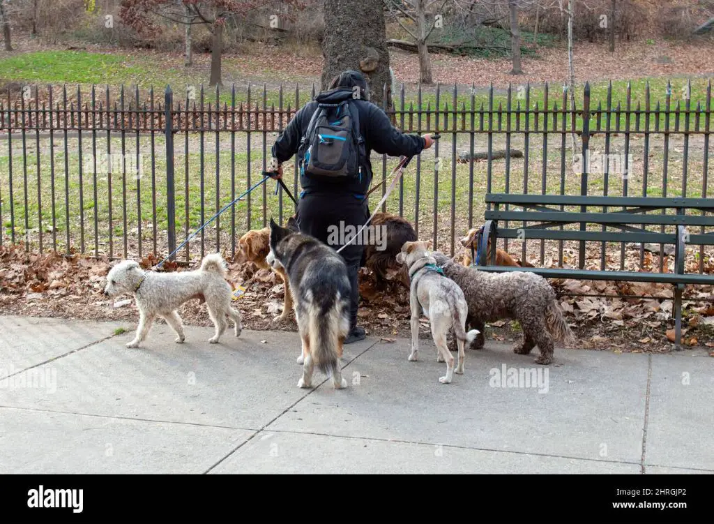 a dog walker holding a leash