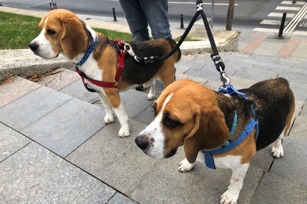 a dog walker with two dogs on leashes