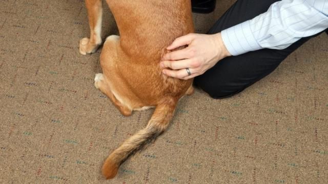 a dog walking comfortably after chiropractic treatment