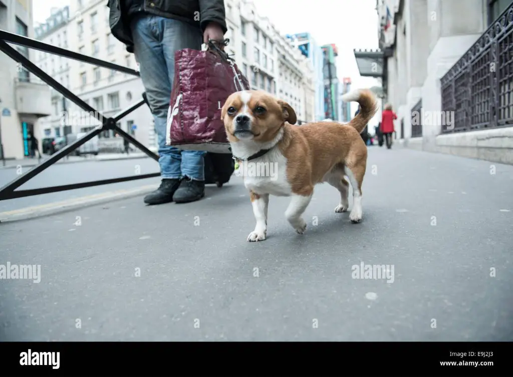 a dog walks down a street in france on a leash.