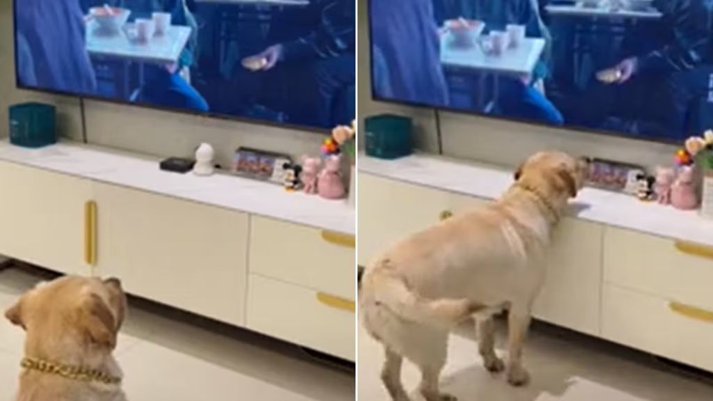 a dog watching a video on a tv