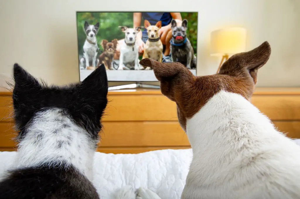a dog watching tv