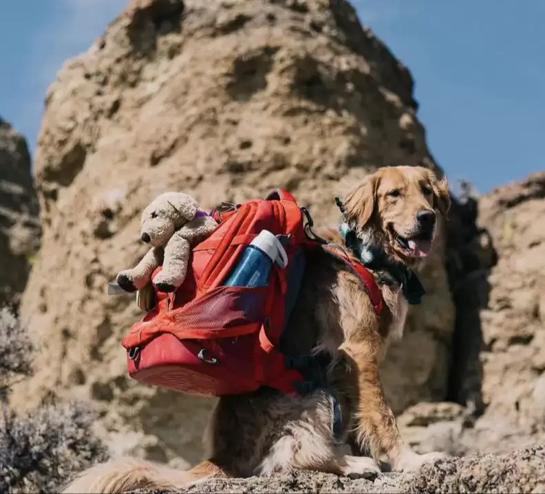 a dog wearing a backpack sitting down to rest during a hike.