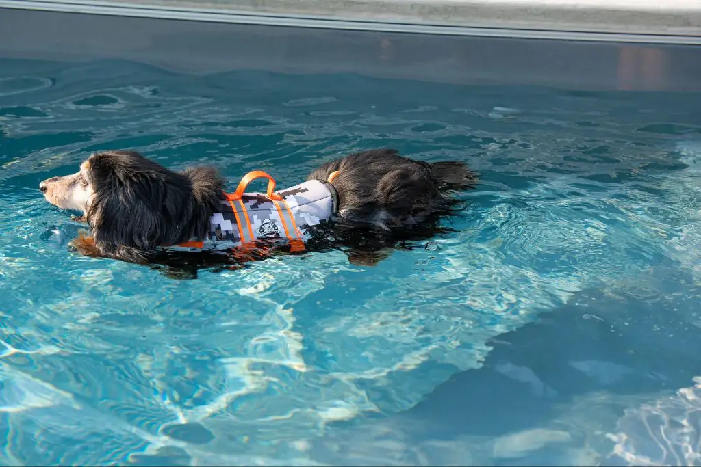 a dog wearing a bright orange life jacket while swimming.