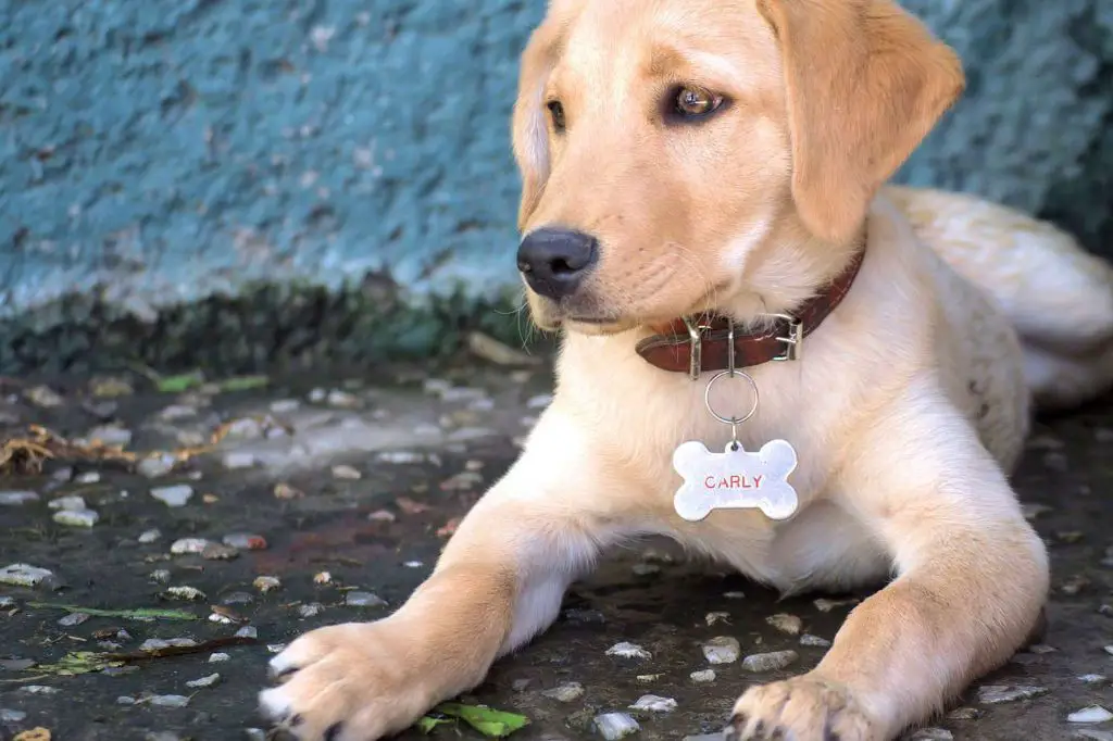 a dog wearing a collar with id tags