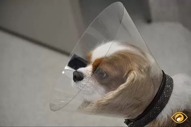 a dog wearing a cone after cataract surgery