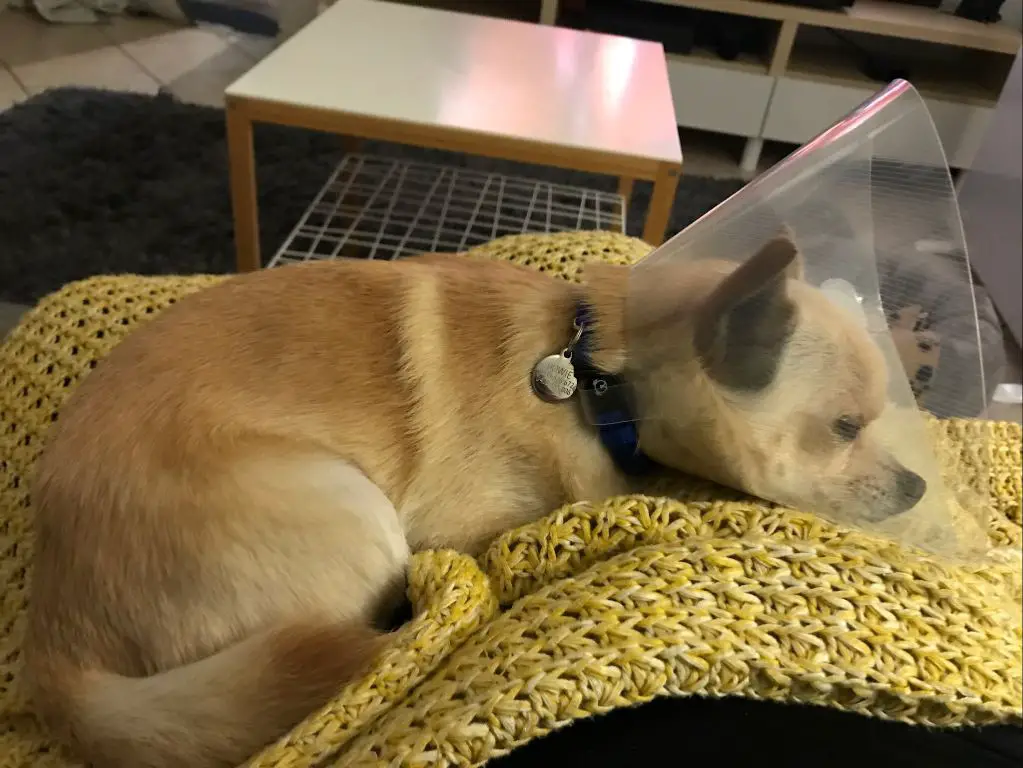 a dog wearing a cone collar while recovering from neck swelling and infection.