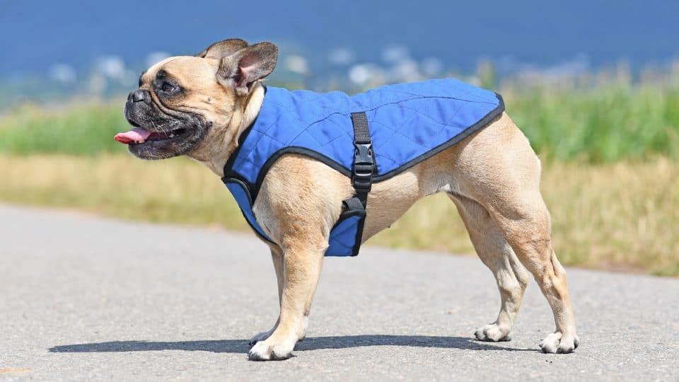 a dog wearing a cooling vest.