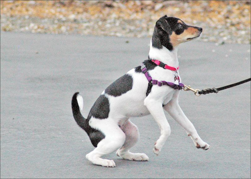a dog wearing a front-clip harness while out for a walk