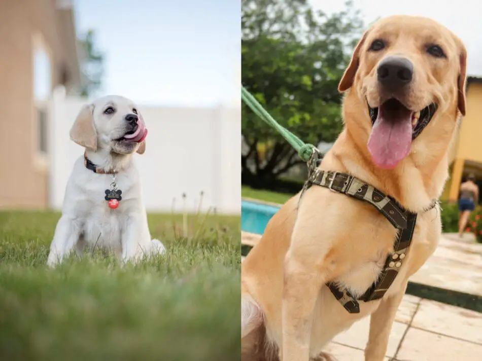 a dog wearing a harness instead of a collar